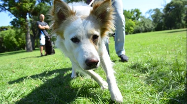 La Municipalidad de La Plata organiza jornadas de atención veterinaria en comedores y merenderos barriales