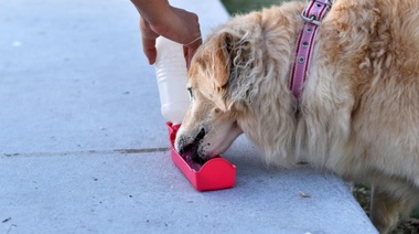 Los “sí” y los “no” del Municipio de La Plata para cuidar la salud de perros y gatos durante la ola de calor