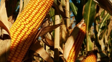 El maíz cerró sin cambios en Rosario, en una jornada en la que el trigo cayó US$5